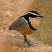 Egyptian Plover